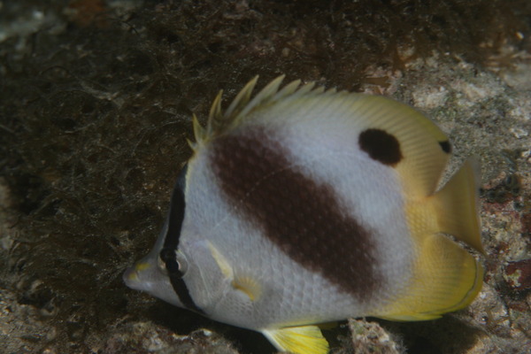 Butterflyfish - Spotfin Butterflyfish