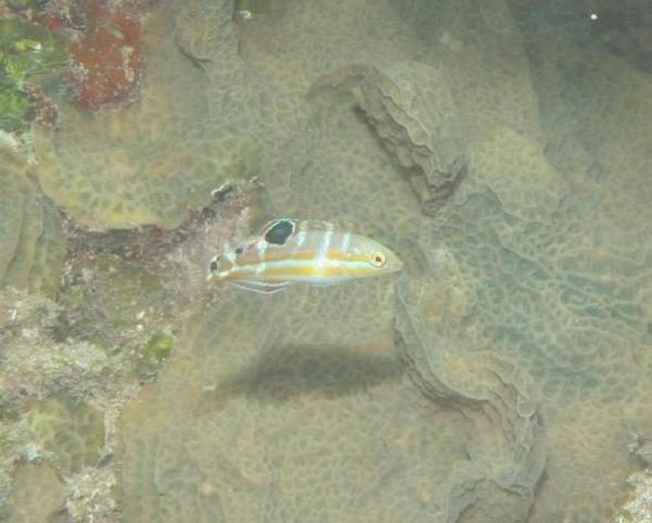 Wrasse - Puddingwife