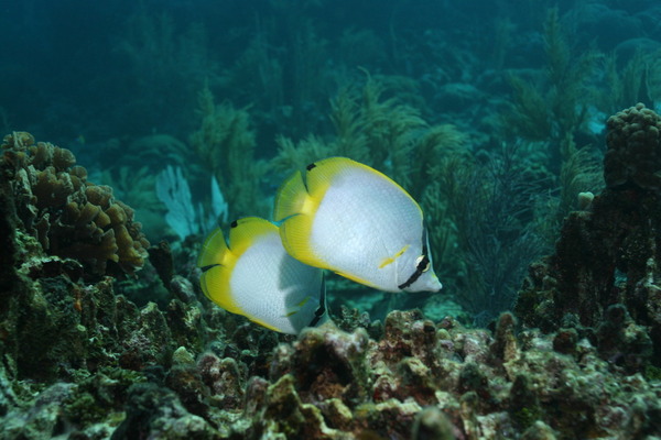 Butterflyfish - Spotfin Butterflyfish