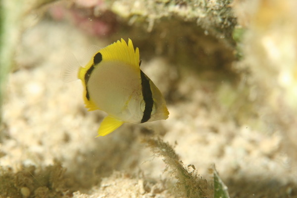 Butterflyfish - Spotfin Butterflyfish