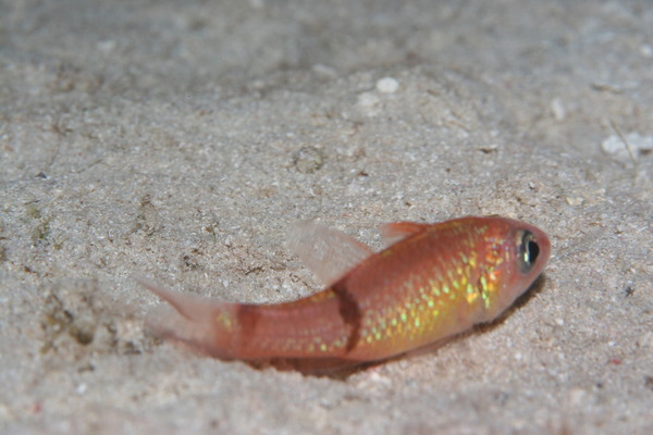 cardinalfish - Roughlip cardinalfish