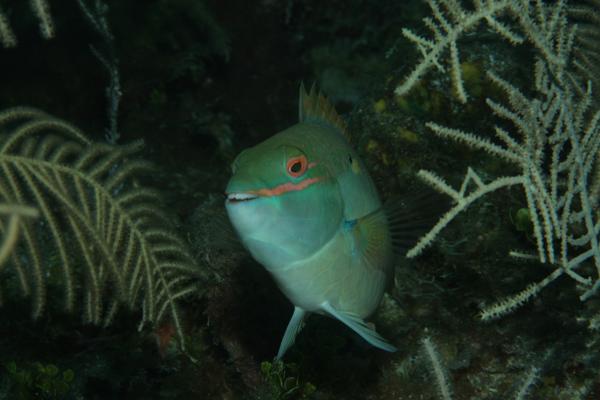 Parrotfish - Redband Parrotfish