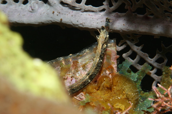 pipefish - Banded pipefish