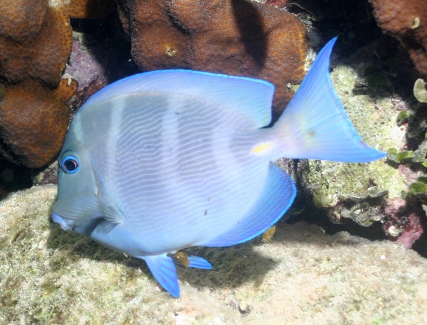 Surgeonfish - Blue Tang