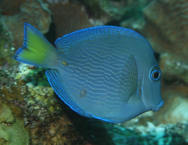 Surgeonfish - Blue Tang