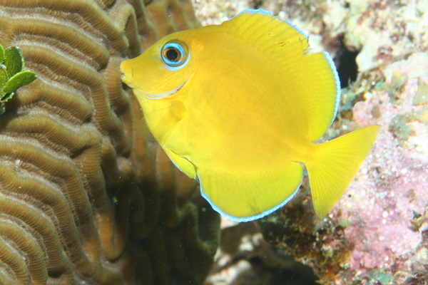 Surgeonfish - Blue Tang