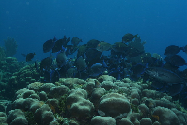 Surgeonfish - Blue Tang