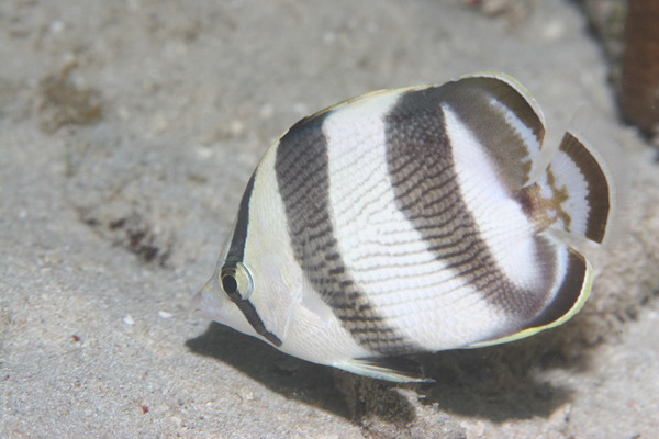 Butterflyfish - Banded Butterflyfish