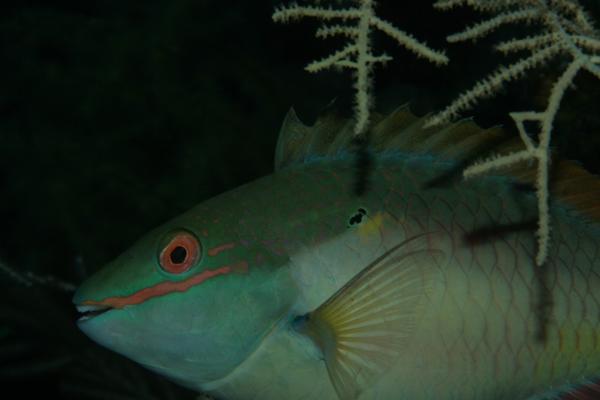 Parrotfish - Redband Parrotfish