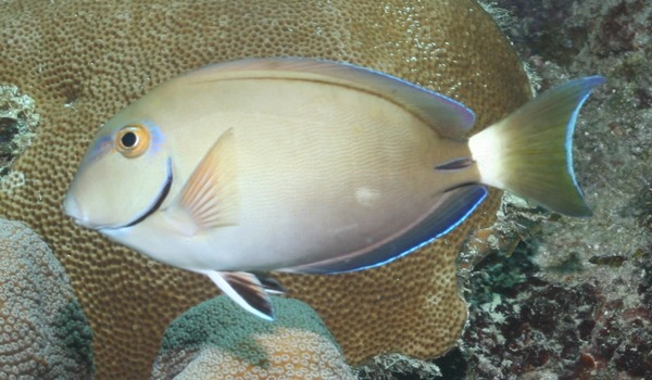 Surgeonfish - Ocean Surgeonfish