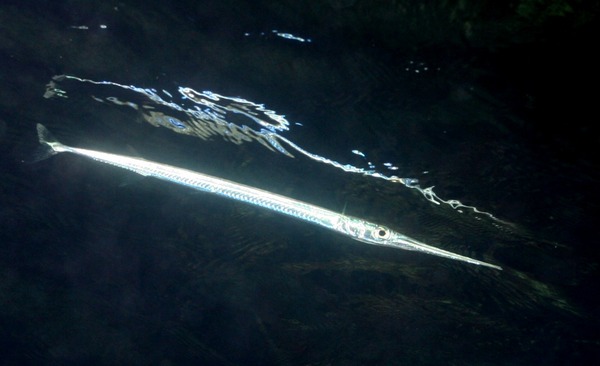 Needlefish - Houndfish