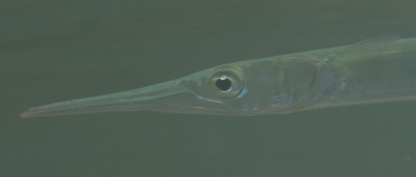 Needlefish - Houndfish