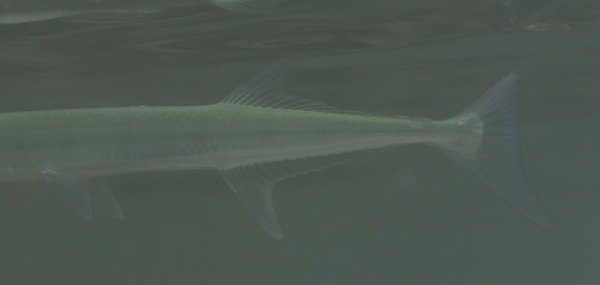 Needlefish - Houndfish