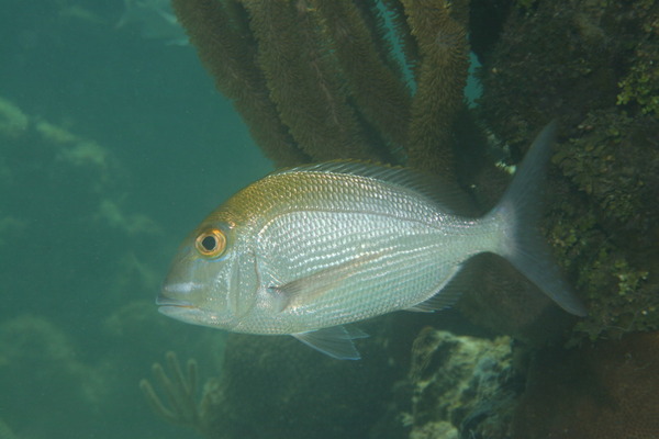 Porgies - Jolthead Porgy