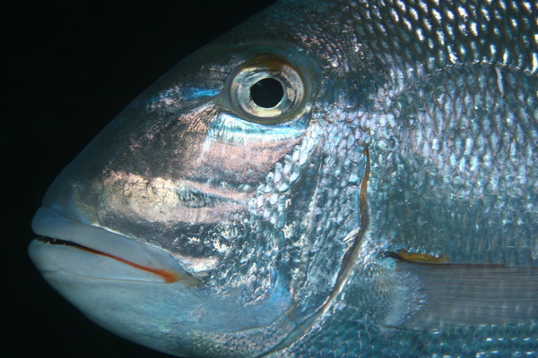 Porgies - Jolthead Porgy