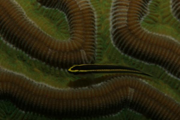 Gobies - Sharknose Goby