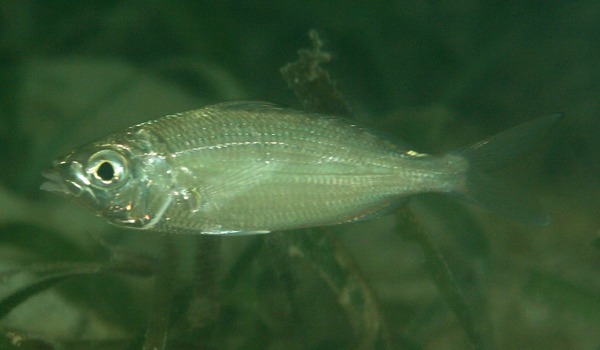 Mojarras - Slender mojarra