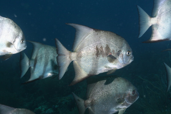 Spadefish - Atlantic Spadefish