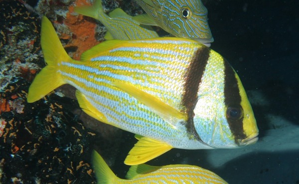 Porkfish - Porkfish