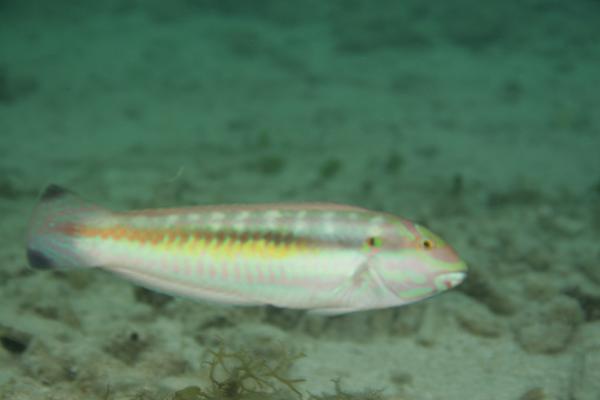 Wrasse - Slippery Dick