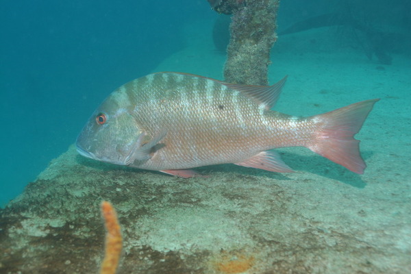 Snappers - Mutton Snapper
