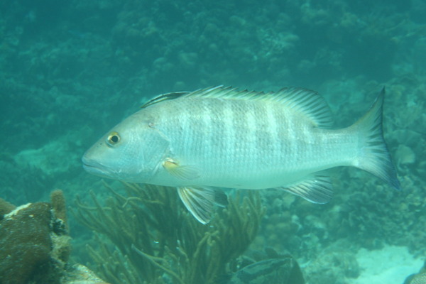 Snappers - Cubera Snapper