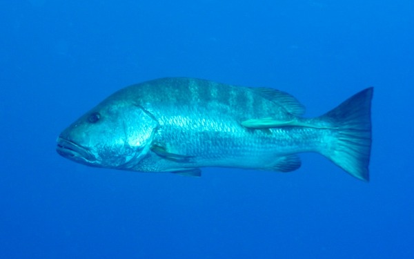 Snappers - Cubera Snapper