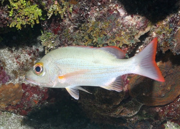 Snappers - Mahogany Snapper