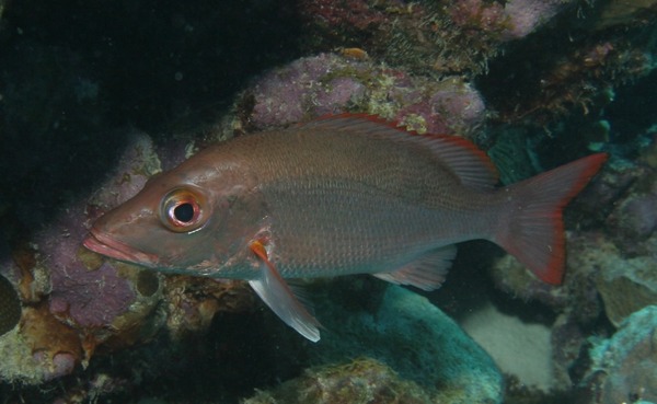 Snappers - Mahogany Snapper