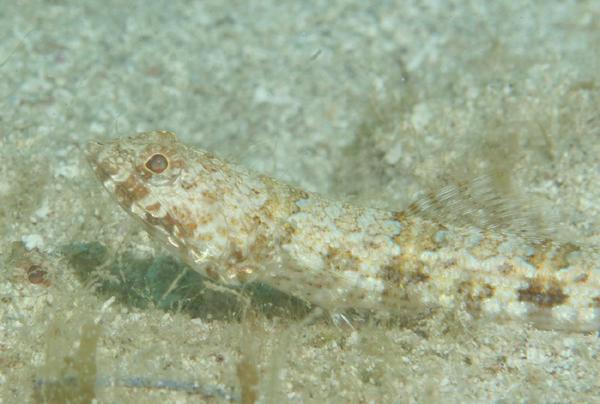 Lizardfish - Red Lizardfish