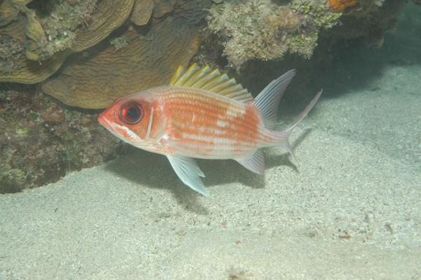 Squirrelfish - Squirrelfish