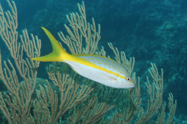 Snappers - Yellowtail Snapper