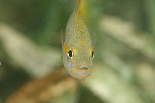 Snappers - Yellowtail Snapper