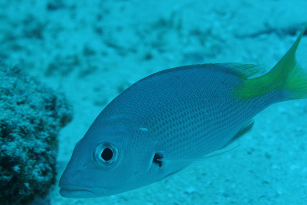 Snappers - Blackfin Snapper