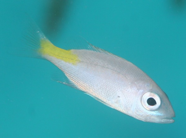 Snappers - Blackfin Snapper