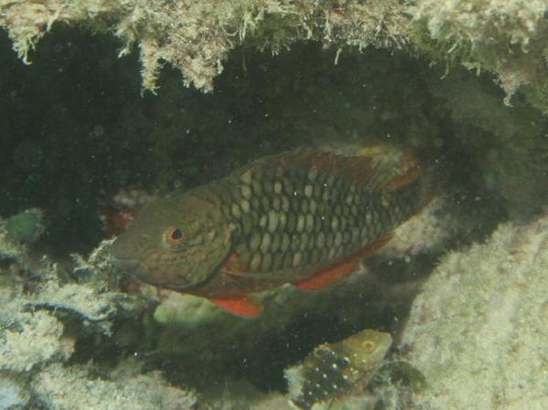 Parrotfish - Stoplight Parrotfish