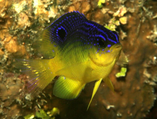 Damselfish - Longfin Damselfish