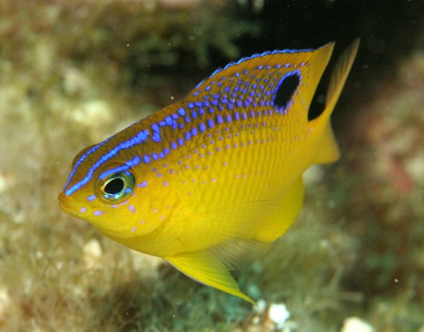 Damselfish - Longfin Damselfish