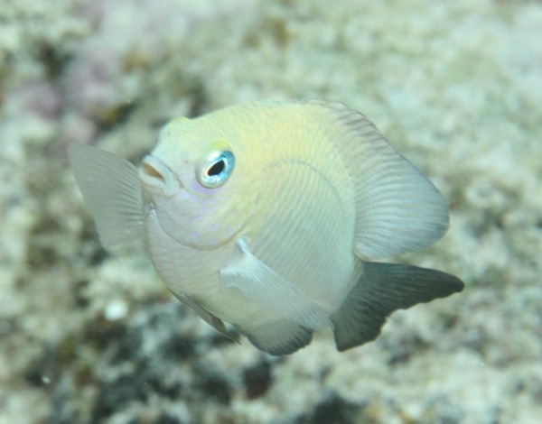 Damselfish - Dusky Damselfish