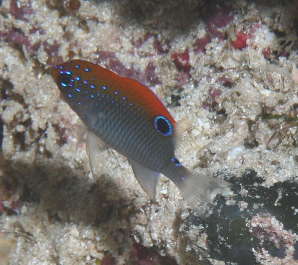 Damselfish - Dusky Damselfish