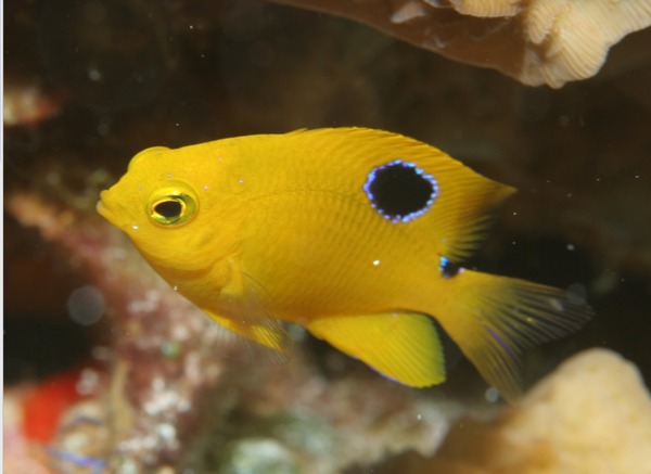 Damselfish - Threespot Damselfish