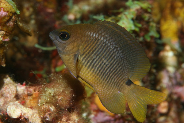 Damselfish - Threespot Damselfish