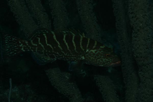 Groupers - Tiger Grouper