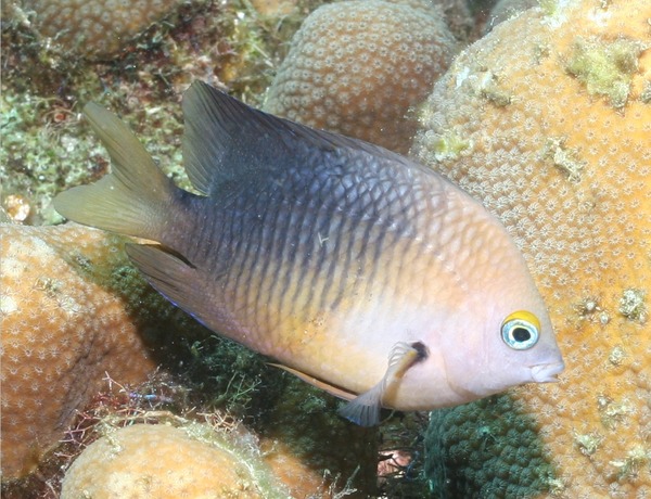 Damselfish - Threespot Damselfish