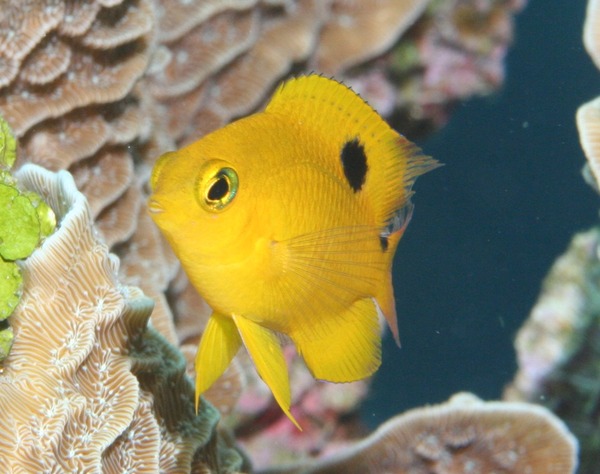 Damselfish - Threespot Damselfish