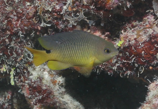 Damselfish - Cocoa damselfish