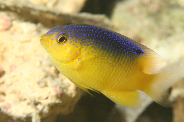 Damselfish - Beaugregory Damselfish