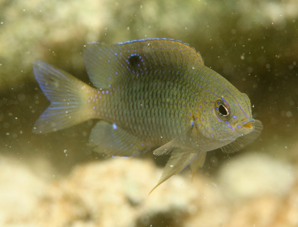 Damselfish - Beaugregory Damselfish