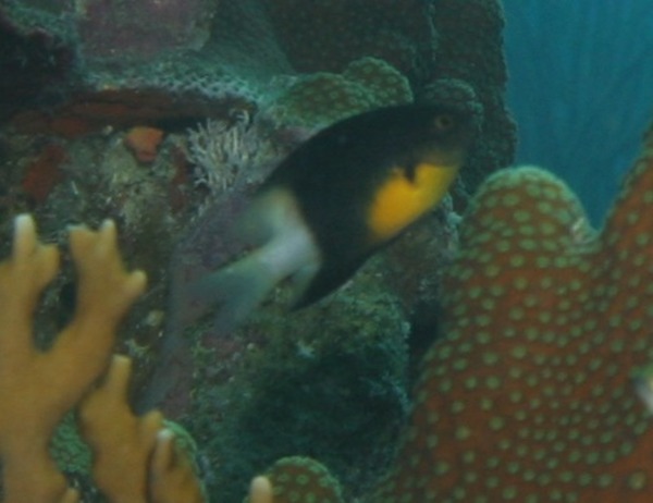 Damselfish - Bicolor Damselfish