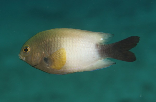 Damselfish - Bicolor Damselfish